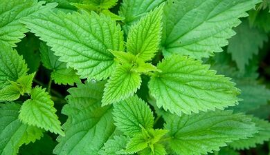 Herbs for the elimination of body parasites