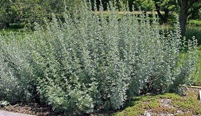 How to eliminate the parasites from the body with herbs