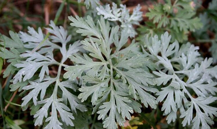 wormwood to eliminate parasites from the body