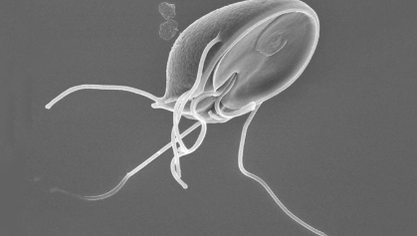 Parasitic larva