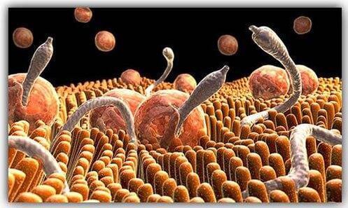 parasites inside the body