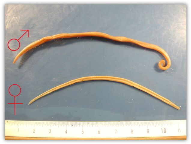 Size of roundworms